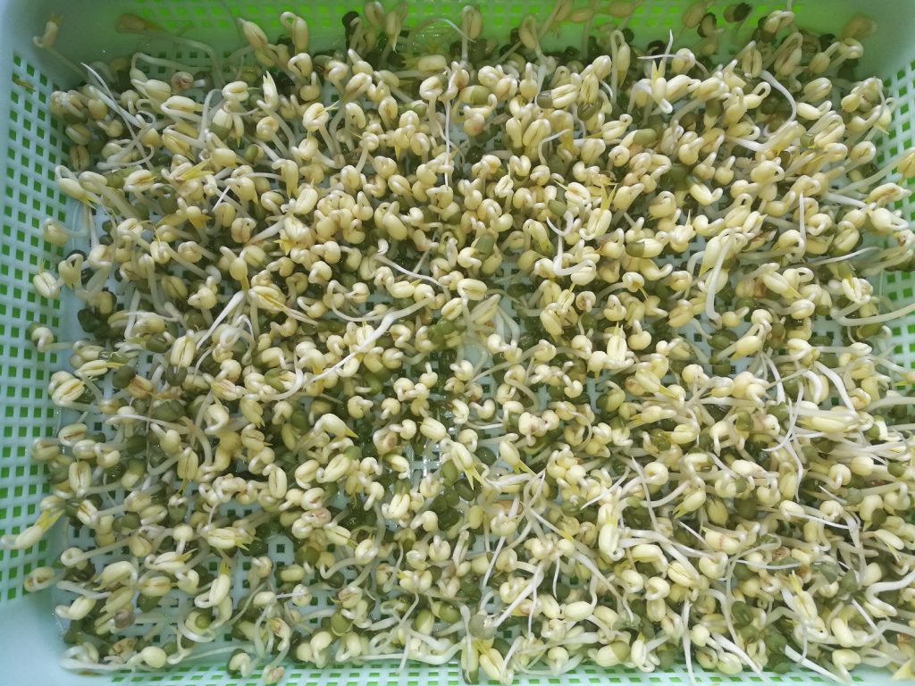 homegrown mung bean sprouts growth at 48hrs