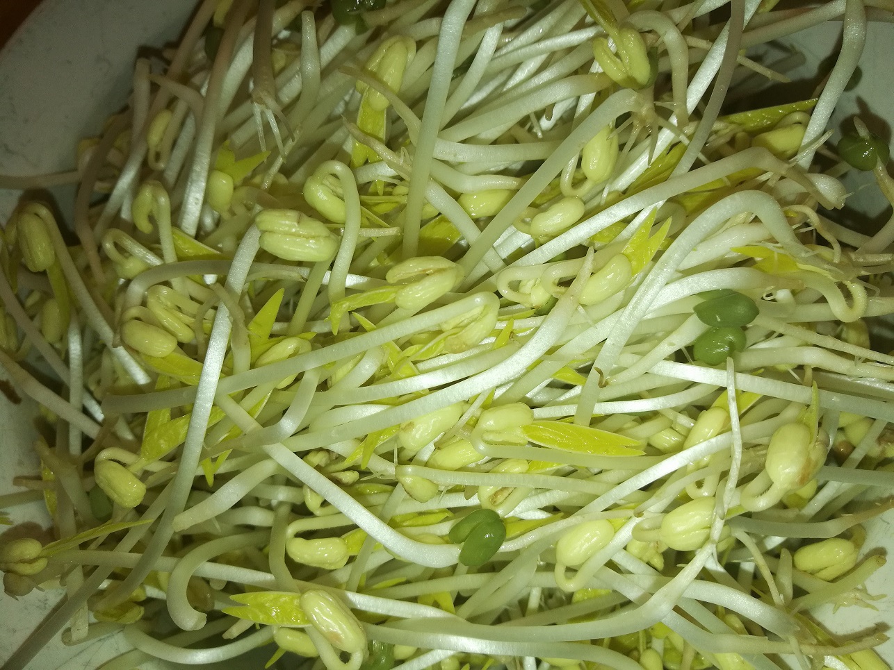 Best Sprouter for Easy Homegrown Mung Bean Sprouts