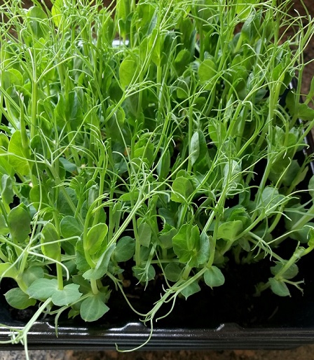 Pea Shoot Microgreen